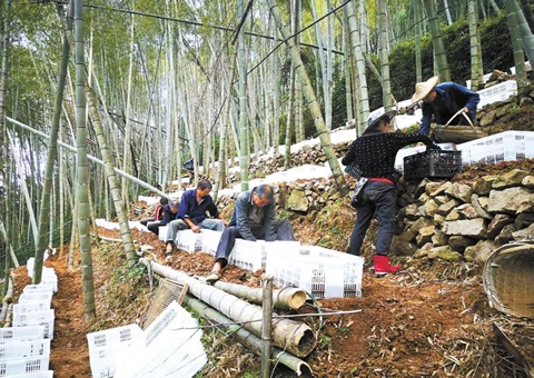 深挖丛林“钱库”，浙江林下生“金”