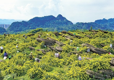 重庆秀山：一朵山银花，开放19亿元综合产值